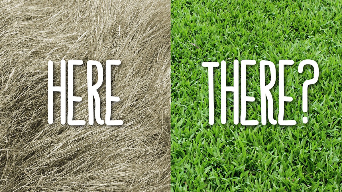 Random] The grass looks greener on the other side? | by Mridu Bhatnagar |  Medium